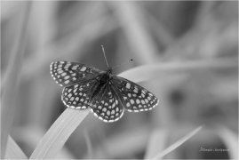 <p>HNĚDÁSEK JITROCELOVÝ (Melitaea athalia)Slovensko - Volovské vrchy ----- /Heath fritillary - Wachtelweizen-Scheckenfalter/</p>